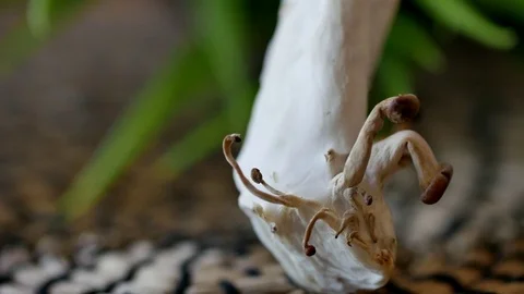 Mushroom root,macro zoom-in 4k close up shot, slowly,slide equipment used.RL pan Stock Footage 85136466