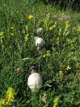 Mushroom row - Agaricus Foto stock