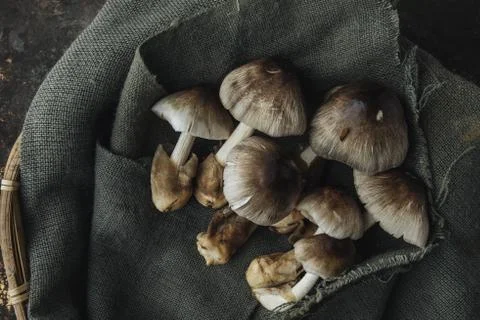 Mushroom on rustic background Stock Photos