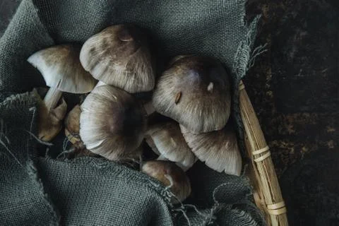 Mushroom on rustic background Stock Photos