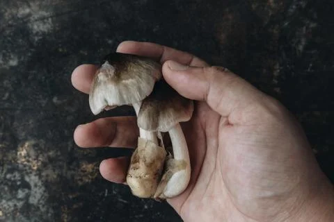 Mushroom on rustic background Stock Photos