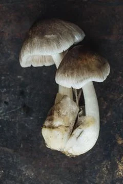 Mushroom on rustic background Stock Photos