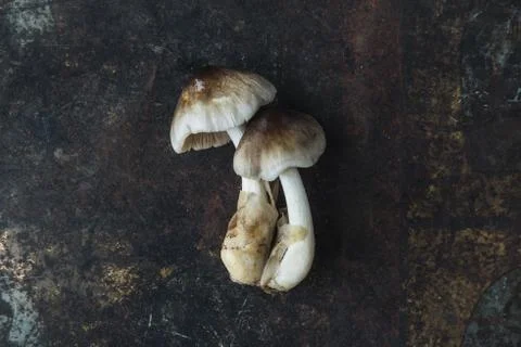 Mushroom on rustic background Foto stock