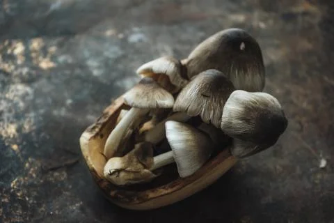 Mushroom on rustic background Stock Photos