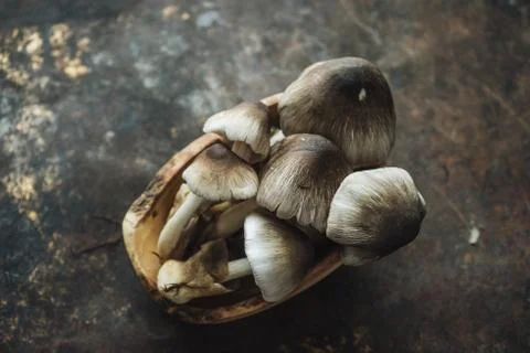 Mushroom on rustic background Stock Photos
