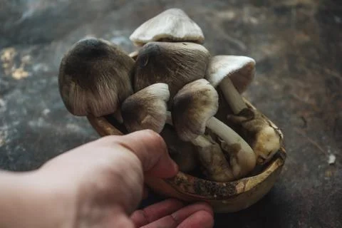 Mushroom on rustic background Stock Photos