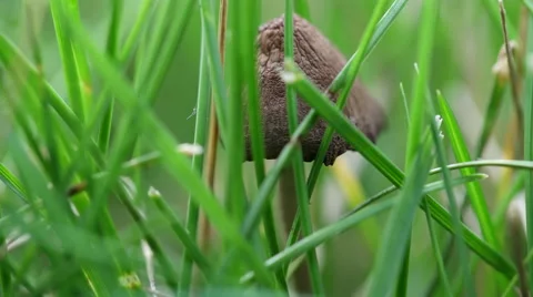 Mushroom seen through the grass macro close view Video stock 51471421
