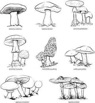 Mushroom Set Stock Illustration