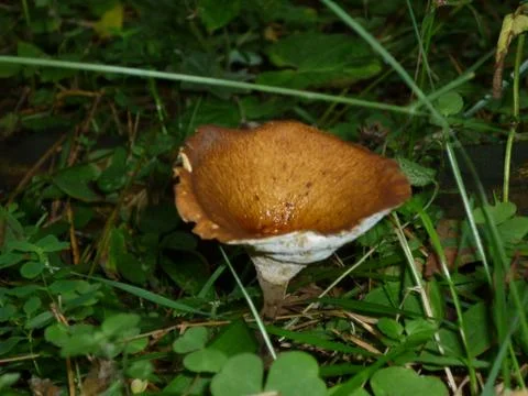 Mushroom in the shape of a funnel. Stock Photos