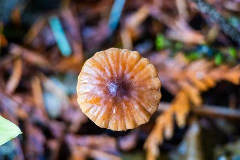 A mushroom is shown in the foreground of a forest Fotos Stock