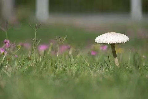A mushroom is sitting in the grass Stock Photos