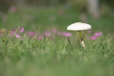 A mushroom is sitting in the grass 스톡 사진
