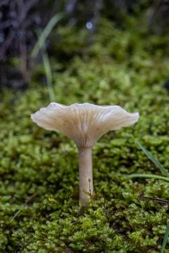 A mushroom is sitting on a patch of moss Stock Photos