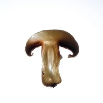 Mushroom slice Stock Photos