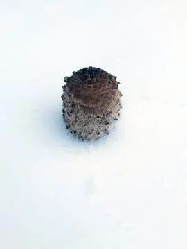 Mushroom in the snow Stock Photos