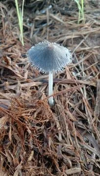 Mushroom that is so unique Stock Photos