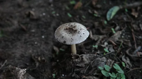 Mushroom in some leaves Stock-Footage 67222081
