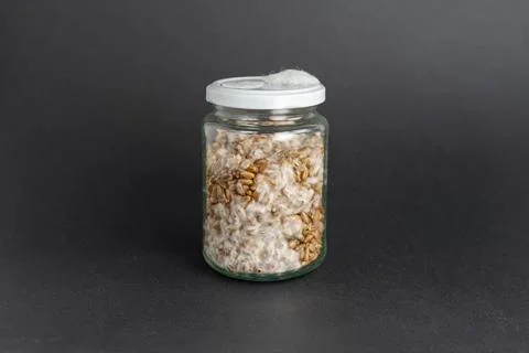 Mushroom Spawn. Jars of Grain Spawn. Close-up mycelium growth on Grain Spawn. Stock Photos