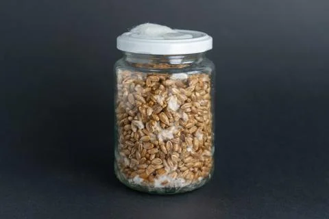 Mushroom Spawn. Jars of Grain Spawn. Close-up mycelium growth on Grain Spawn. Stock Photos