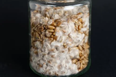 Mushroom Spawn. Jars of Grain Spawn. Close-up mycelium growth on Grain Spawn. Stock Photos