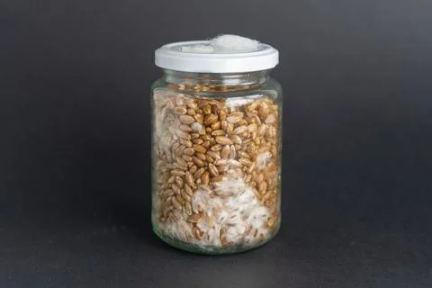 Mushroom Spawn. Jars of Grain Spawn. Close-up mycelium growth on Grain Spawn. Stockfoto's