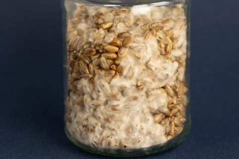 Mushroom Spawn. Jars of Grain Spawn. Close-up mycelium growth on Grain Spawn. Stock Photos