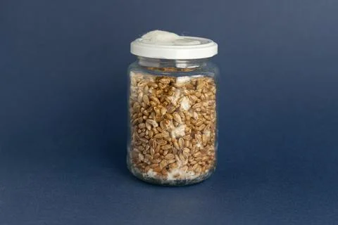 Mushroom Spawn. Jars of Grain Spawn. Close-up mycelium growth on Grain Spawn. Stock Photos