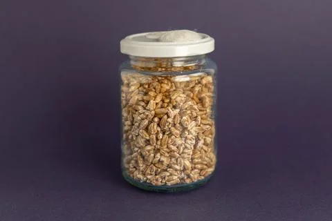 Mushroom Spawn. Jars of Grain Spawn. Close-up mycelium growth on Grain Spawn. Stock Photos