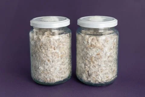 Mushroom Spawn. Jars of Grain Spawn. Close-up mycelium growth on Grain Spawn. Stockfoto's