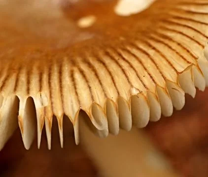 Mushroom spawn Stock Photos