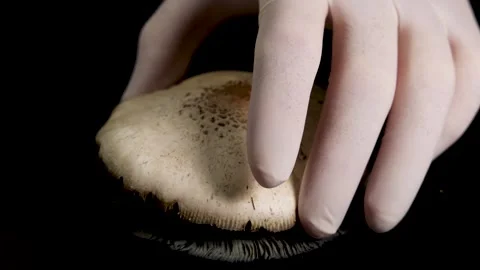 Mushroom Spore Print Creation in Science Laboratory Stock Footage 306122843