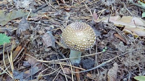 Mushroom In A Spot Stock Photos