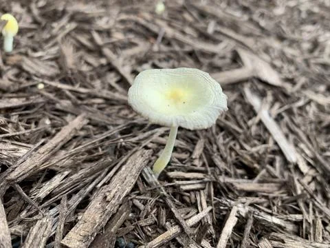 Mushroom in the Spring Stock Photos