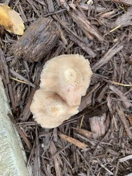 Mushroom in the Spring Stock Photos