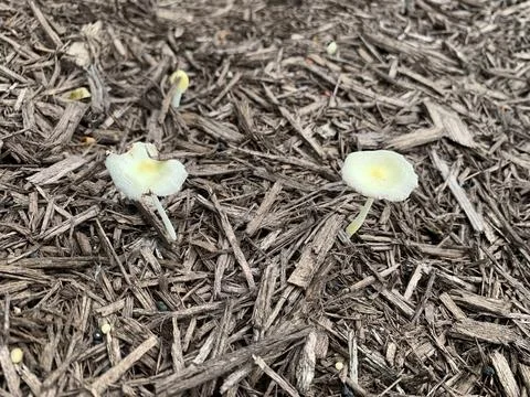 Mushroom in the Spring Stock Photos