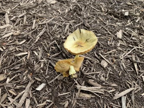 Mushroom in the Spring Stock Photos