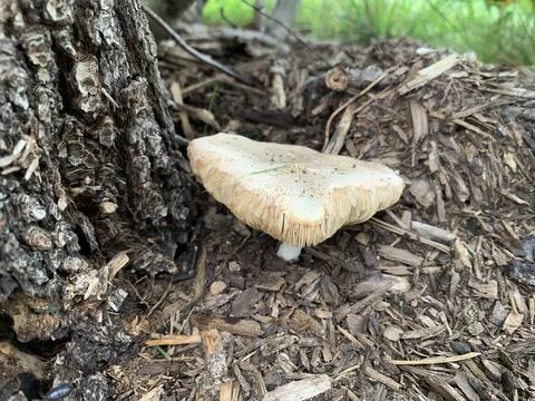 Mushroom in the spring  Stock Photos