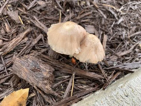 Mushroom in spring time Stock Photos