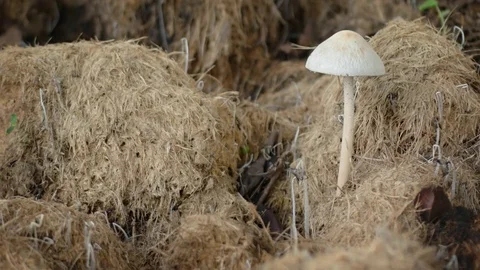 Mushroom Sprouting from Elephant Manure. UltraHD 4k video Stock Footage