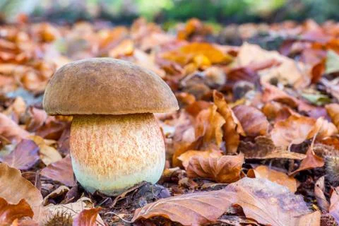 Mushroom squirrel bread with leaves in fall Stock Photos