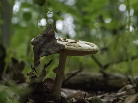 Mushroom stands alone in soft-focus forest setting Stock Photos