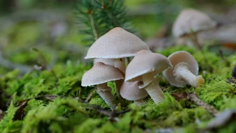 The mushroom "Starkriechender Koernchenschirmling" CYSTODERMA CARCHARIAS Stock Footage