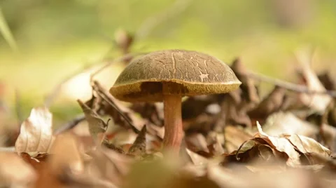Mushroom still with glittering defocused shadows Stock Footage 44641845