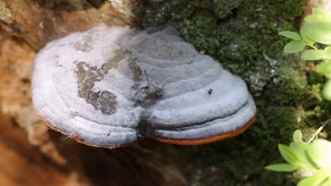 Mushroom on a stump Video stock 91820323