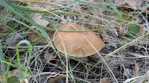 Mushroom in a summer forest. Stock Footage 66767079