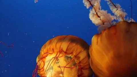 Mushroom Sync Jellyfish Stock Footage 75021342