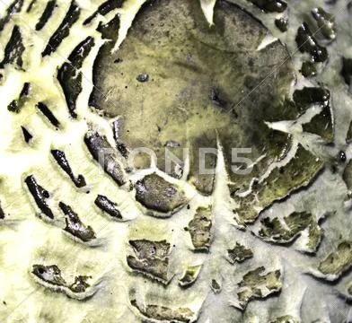 Mushroom texture Stock Photos