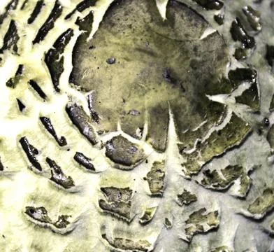 Mushroom texture Stock Photos