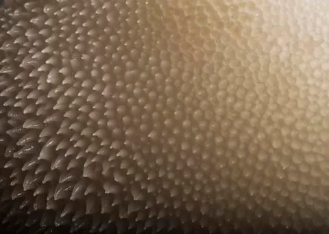 Mushroom texture Stock Photos