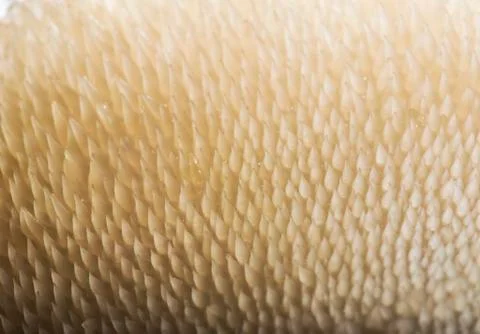 Mushroom texture Foto stock